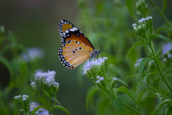 Danaus Chrysippus Известный Обычный Тигр Африканская Королева Африканский Монарх Является — стоковое фото