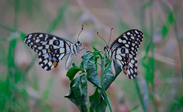 Papilio Demoleus Una Mariposa Golondrina Común Generalizada Mariposa También Conocida —  Fotos de Stock