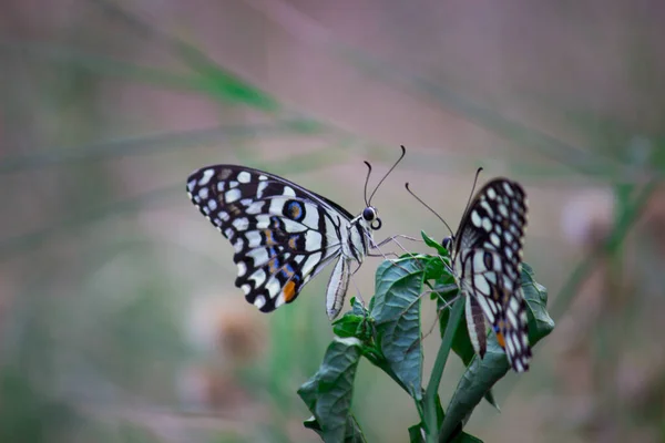 Papilio Demoleus Běžný Rozšířený Vlaštovčí Motýl Motýl Také Známý Jako — Stock fotografie