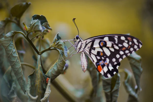 Papilio Demoleus Распространенная Широко Распространенная Ласточковая Бабочка Бабочка Известна Бабочка — стоковое фото