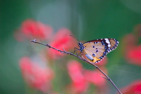 Danaus Chrysippus Известный Обычный Тигр Африканская Королева Африканский Монарх Является — стоковое фото