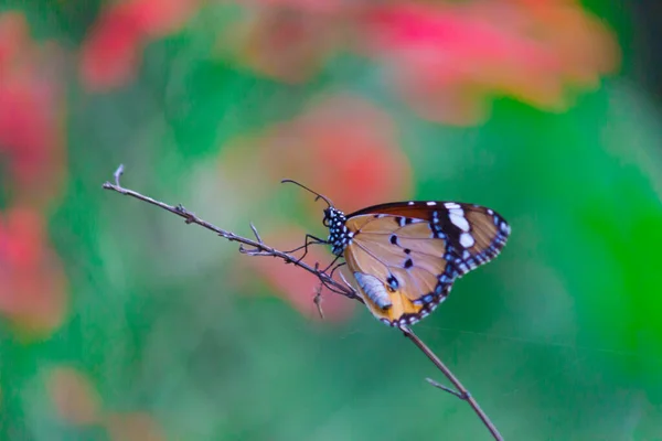 Danaus Chrysippus Afrika Kraliçesi Asya Avustralya Afrika Yaygın Olarak Görülen — Stok fotoğraf