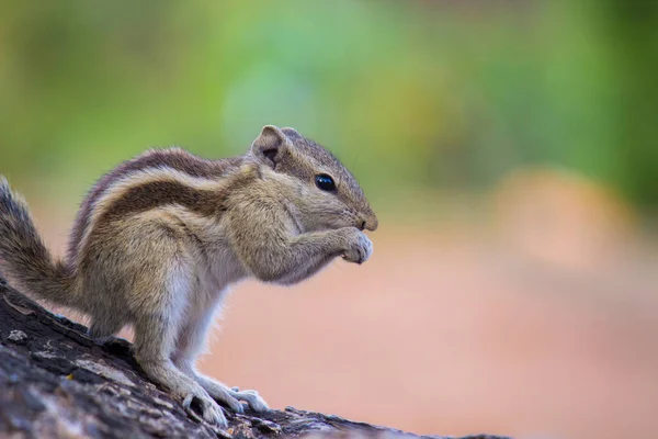 Белки Являются Членами Семейства Sciuridae Семейства Включающего Мелких Средних Грызунов — стоковое фото