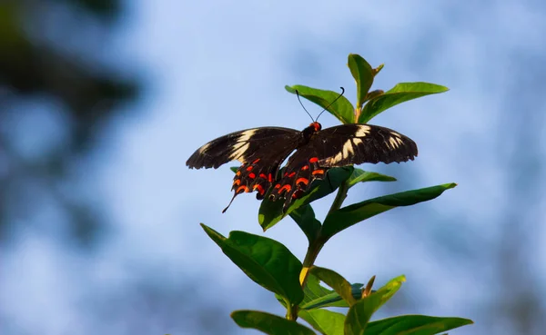 Papilio Politleri Hindistan Daki Parktaki Çiçek Bitkilerinden Beslenen Yaygın Mormon — Stok fotoğraf