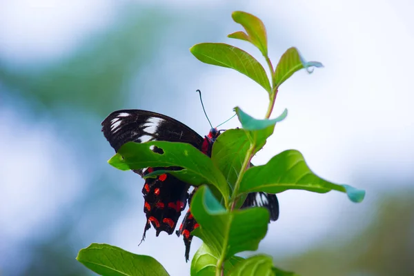 Papilio Polytes Também Conhecido Como Mórmon Comum Alimentando Planta Flores — Fotografia de Stock