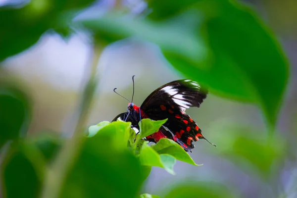 Papilio Polytes Também Conhecido Como Mórmon Comum Alimentando Planta Flores — Fotografia de Stock