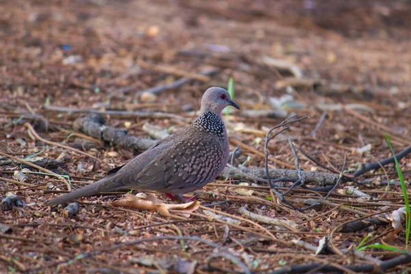 The oriental turtle dove or rufous turtle dove is a member of the bird family Columbidae -the doves and pigeons.  The species has a wide native distribution range from Europe, east across Asia to Japan.