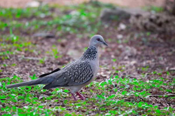 Die Orientalische Turteltaube Oder Rufous Turteltaube Ist Ein Mitglied Der — Stockfoto