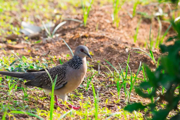 The oriental turtle dove or rufous turtle dove is a member of the bird family Columbidae -the doves and pigeons.  The species has a wide native distribution range from Europe, east across Asia to Japan.