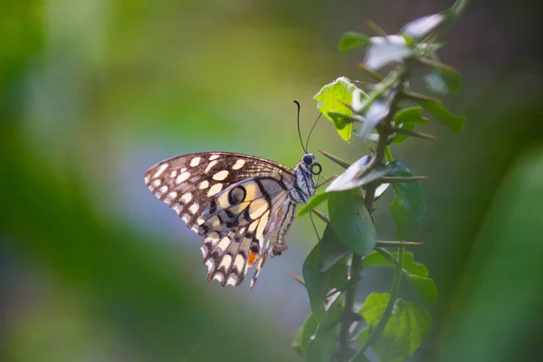 Papilio Demoleus Vanlig Och Utbredd Svalgfjäril Fjärilen Också Känd Som — Stockfoto