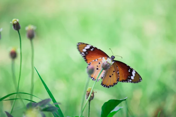 Close Plain Tiger Danaus Chrysippus Butterfly Resting Plant Natures Green — Stock Photo, Image