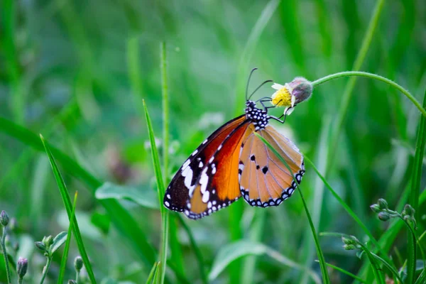 Gros Plan Papillon Tigre Des Prairies Danaus Chrysippus Reposant Sur — Photo