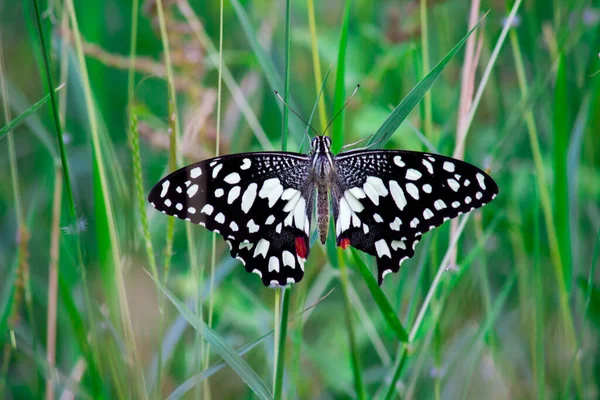 Papilio Demoleus Egy Közönséges Lime Pillangó Széles Körben Elterjedt Fecskefarkú — Stock Fotó