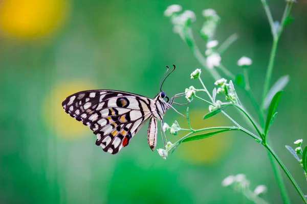 리오데몰 레우스 Papilio Demoleus 일반적 나비이며 분포되어 나비는 호랑나비로 도알려져 — 스톡 사진