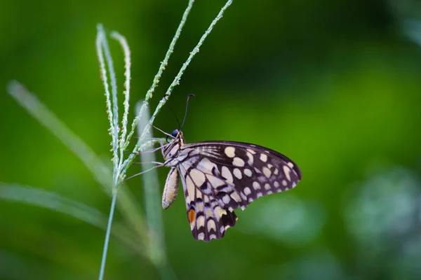 리오데몰 레우스 Papilio Demoleus 일반적 나비이며 분포되어 나비는 호랑나비로 도알려져 — 스톡 사진