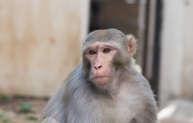 Vahşi hayatta tropikal ormandaki ağacın altında oturan maymun portresi. Doğadaki maymun. Rhesus macaque maymunu. Maymunların yakın plan portresi. Maymun Hindistan 'ın doğal ormanlarında yaşar. Komik maymun neşeli bir şekilde kameraya bakıyor..