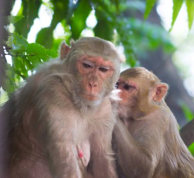 Vahşi hayatta tropikal ormandaki ağacın altında oturan maymun portresi. Doğadaki maymun. Rhesus macaque maymunu. Maymunların yakın plan portresi. Maymun Hindistan 'ın doğal ormanlarında yaşar. Komik maymun neşeli bir şekilde kameraya bakıyor..