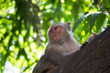  Rhesus maymunu yazın öğleden sonra Hindistan 'da bir halk parkında kestiriyor ya da ağaç gölgesinde uyuyor.