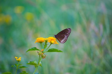 Euploea çekirdeği, çiçek bitkisinin üzerine tünemiş karga kelebeği güzel yeşil bir arka planı vardı. 