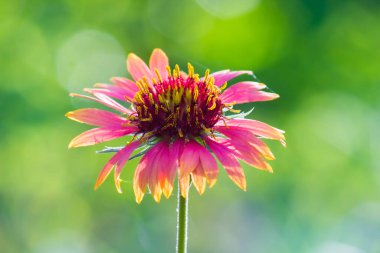 Gaillardia aristatası ya da battaniye çiçeği, tam çiçeklenen kırmızı sarı çiçek, Hindistan 'da bir halk parkında, yaygın bir battaniye çiçeği çiçeği., 