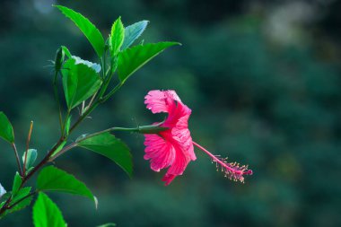 Hibiscus, Malvaceae familyasından bir bitki cinsidir. Dünya çapında ılıman, subtropikal ve tropikal bölgelere özgü birkaç yüz türden oluşan cins oldukça büyüktür.