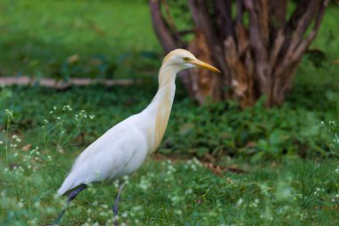 Bubulcus ibis ya da Heron (İngilizce: Bubulcus ibis veya Hermonly known as the Cattle Egret), balıkçılgiller (Felidae) familyasından tropiklerde, subtropik bölgelerde ve ılıman bölgelerde yaşayan bir balıkçıldır. Bubulcus, Bubulcus cinsinin tek üyesidir., 