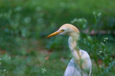 Bubulcus ibis ya da Heron (İngilizce: Bubulcus ibis veya Hermonly known as the Cattle Egret), balıkçılgiller (Felidae) familyasından tropiklerde, subtropik bölgelerde ve ılıman bölgelerde yaşayan bir balıkçıldır. Bubulcus, Bubulcus cinsinin tek üyesidir., 