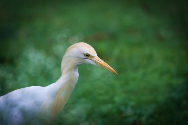 Bubulcus ibis ya da Heron (İngilizce: Bubulcus ibis veya Hermonly known as the Cattle Egret), balıkçılgiller (Felidae) familyasından tropiklerde, subtropik bölgelerde ve ılıman bölgelerde yaşayan bir balıkçıldır. Bubulcus, Bubulcus cinsinin tek üyesidir., 