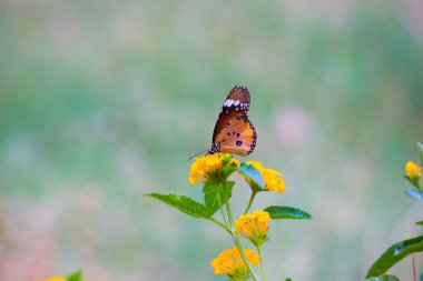  Düz Kaplan (Danaus chrysippus) kelebeğin halka açık bir parkta çiçekleri ziyaret etmesi ve Hindistan 'da ilkbaharda kendini beslemesi..