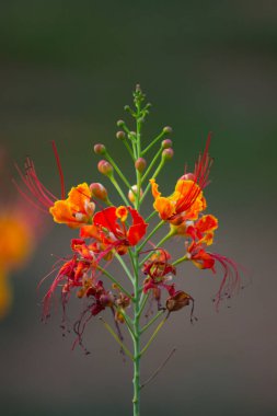 Flam-boyant (Flam-boyant, Alev Ağacı, Royal Poinciana, Delonix regia), Fabaceae familyasından bir çiçek türü.