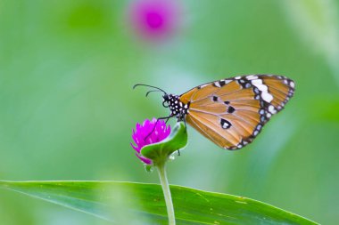  Düz Kaplan (Danaus chrysippus) kelebeğin halka açık bir parkta çiçekleri ziyaret etmesi ve Hindistan 'da ilkbaharda kendini beslemesi..