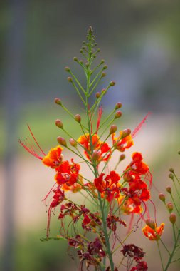 Flam-boyant (Flam-boyant, Alev Ağacı, Royal Poinciana, Delonix regia), Fabaceae familyasından bir çiçek türü.