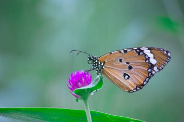 Danaus chrysippus, Afrika kraliçesi, Asya, Avustralya ve Afrika 'da yaygın olarak görülen orta büyüklükte bir kelebek türüdür. Fırça ayaklı kelebek familyası Nymphalidae 'nin Danainae alt familyasına aittir.