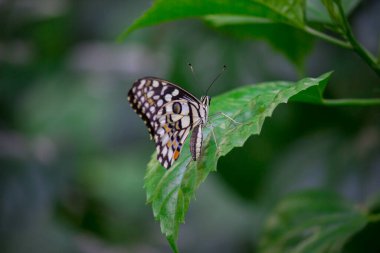 Papilio demoleus yaygın bir limon kelebeği ve kırlangıç kelebeğidir. Kelebek aynı zamanda limon kelebeği, limon kelebeği, limon kırlangıcı ve kırlangıç olarak da bilinir..