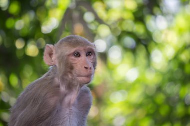Vahşi hayatta tropikal ormandaki ağacın altında oturan maymun portresi. Doğadaki maymun. Rhesus macaque maymunu. Maymunların yakın plan portresi. Maymun Hindistan 'ın doğal ormanlarında yaşar. Komik maymun neşeli bir şekilde kameraya bakıyor..