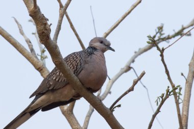 Güvercinler ve güvercinler, Columbidae familyasından yaklaşık 42 cins ve 310 türü kapsayan Columbiformes takımını oluşturur. 