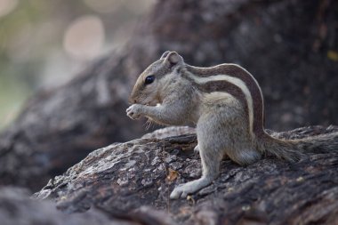  Sincaplar Sciuridae familyasının küçük ya da orta büyüklükteki kemirgenleri içeren üyeleridir. Diğer kemirgenler arasında ağaç sincapları, yer sincapları, sincaplar, dağ sıçanları, uçan sincaplar ve çayır köpekleri var.