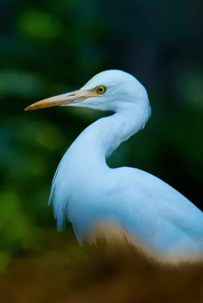 Bubulcus Ibis Heron Eller Vanligtvis Känd Som Nötkreatur Egret Kosmopolitisk — Stockfoto