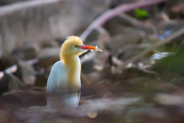 Bubulcus Ibis Heron Powszechnie Znany Jako Bydło Egret Jest Kosmopolitycznym — Zdjęcie stockowe