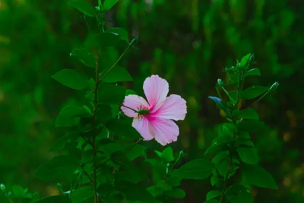 Гібіскус Hibiscus Рід Квіткових Рослин Родині Шовковистих Malvaceae Рід Досить — стокове фото