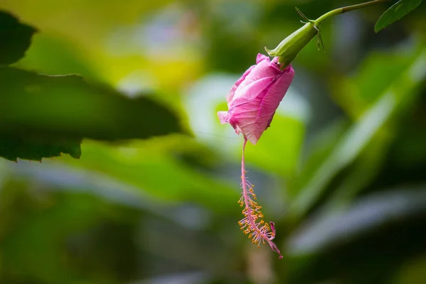 Hibiscus Género Plantas Con Flores Perteneciente Familia Malvaceae Género Bastante — Foto de Stock