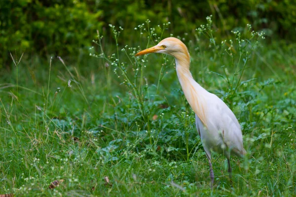 Bubulcus Ibis Heron Commonly Известен Цапля Крупного Рогатого Скота Космополитический — стоковое фото