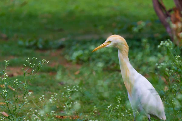 Bubulcus Ibis Heron Aigrette Des Bovins Est Une Espèce Cosmopolite — Photo