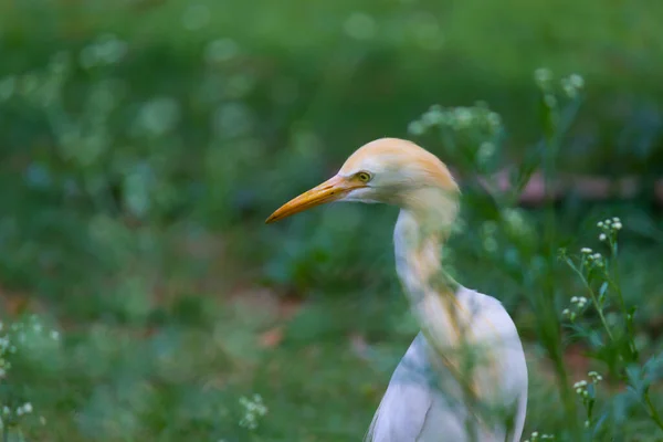 Bubulcus Ibis Heron Ngilizce Bubulcus Ibis Veya Hermonly Known Cattle — Stok fotoğraf