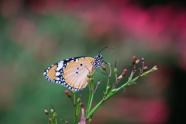 Крупный План Равнинного Тигра Danaus Chrysippus Бабочка Посещая Цветок Природе — стоковое фото