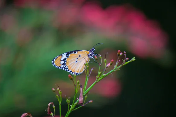 Close Plain Tiger Danaus Chrysippus Borboleta Visitando Flor Natureza Parque — Fotografia de Stock