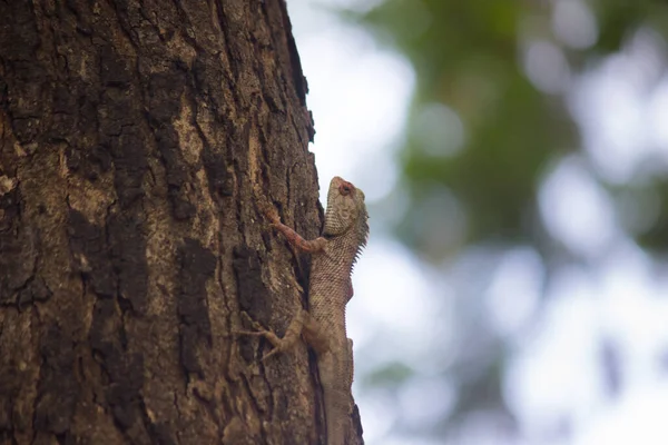 Garden Lizard Camouflaged Tree Trunk — Stock Photo, Image