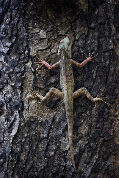 Garden lizard camouflaged on the tree trunk