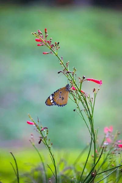 Närbild Plain Tiger Danaus Chrysippus Fjäril Besöker Blomma Naturen Offentlig — Stockfoto