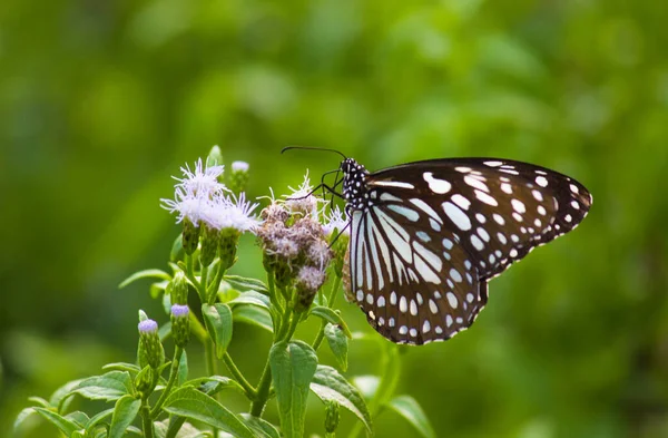 나비가 환경에서 매크로 — 스톡 사진
